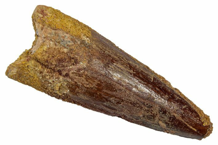 Fossil Spinosaurus Tooth - Real Dinosaur Tooth #345493